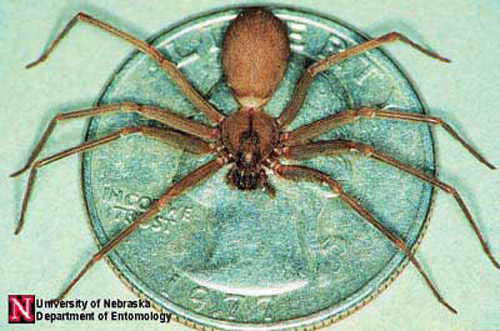 Adult brown recluse spider, Loxosceles reclusa Gertsch and Mulaik, showing leg length relative to a US quarter. 