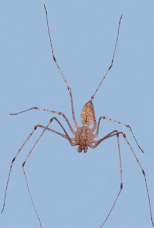 Female spitting spider, Scytodes sp. 
