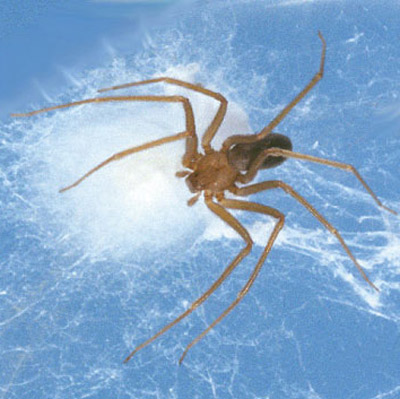 Female brown recluse spider, Loxosceles reclusa Gertsch & Mulaik, with eggsac. 