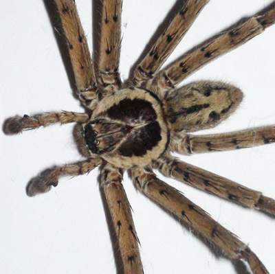 Frontal view of adult male huntsman spider, Heteropoda venatoria(Linnaeus), showing the flattened body structure.