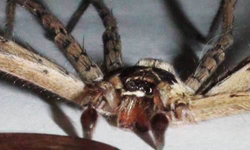 Close-up of adult male huntsman spider, Heteropoda venatoria (Linnaeus). See the dark, longitudinal stripe on the abdomen and a light-bordered pale area behind the eyes.