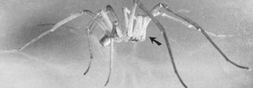 Lateral view of male southern house spider