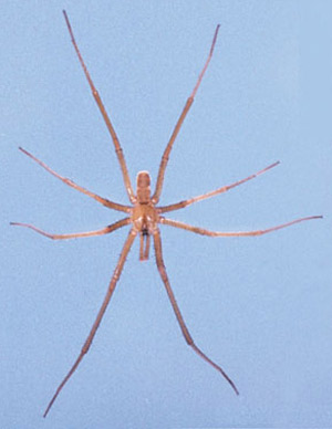 Dorsal view of male southern house spider