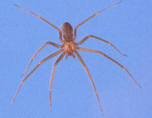 Female brown recluse spider