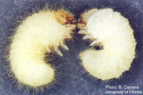 Comparison of a larva of a cigarette beetle, Lasioderma serricorne (F.), (left); and the drugstore beetle, Stegobium paniceum (L.) (right). 