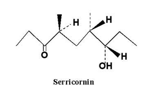 Chemical structure of serricornin, the sex pheromone of the cigarette beetle, Lasioderma serricorne (F.). 