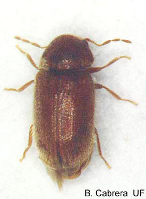 Adult drugstore beetle, Stegobium paniceum (L.). 