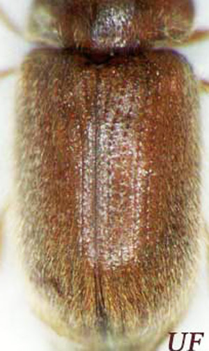 Striated elytra of an adult drugstore beetle, Stegobium paniceum (L.). 