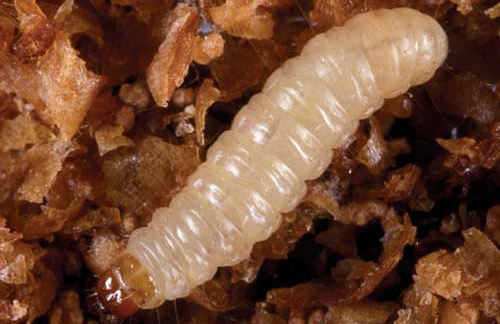 Larva of the Indianmeal moth, Plodia interpunctella (Hübner). 