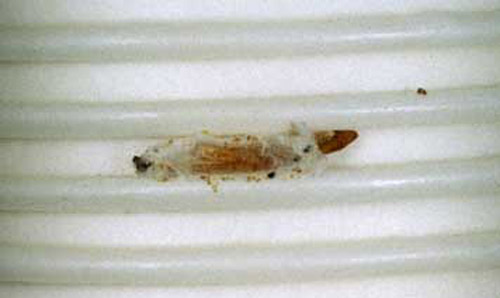 Remains of a pupal case of the Indianmeal moth, Plodia interpunctella (Hübner). The larva pupated on the side of a stack of paper cups in the senior author's kitchen. All pantry goods must be examined carefully to eliminate the next generation of adults which can fly and thus distribute the infestation further. 