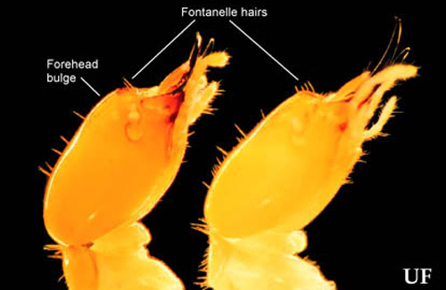 Lateral view of soldier head capsules of Coptotermes gestroi (Wasmann) (left) and C. formosanus Shiraki. Antennae removed for clarity.