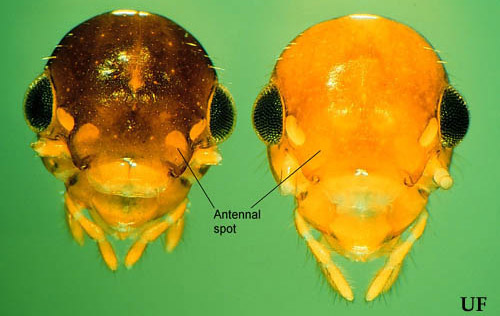 Alate head capsules of Coptotermes gestroi (Wasmann) (left) and C. formosanus Shiraki. Antennae partially removed for clarity.