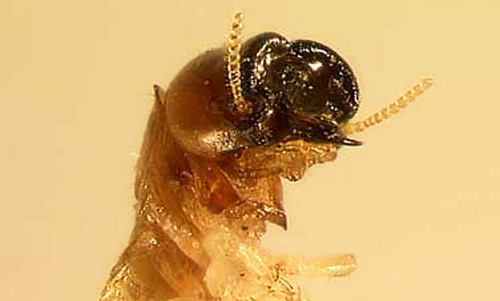 A close-up view of a Cryptotermes cavifrons soldier's head shows the pluglike, or phragmotic, head that is characteristic of the genus. The dorsal, posterior surface of the head is smooth, characteristic of the species. 