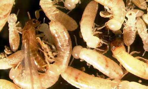 Larvae and pseudergates ("false workers") surround a winged reproductive (alate), left, and soldier, right. Soldiers make up only 1-2 percent of the typical Cryptotermes cavifrons colony. 
