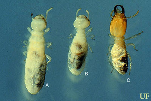 Nymph (A), worker (B) and soldier (C) of the Florida darkwinged subterranean termite, Amitermes floridensis Scheffrahn, Su, and Mangold.