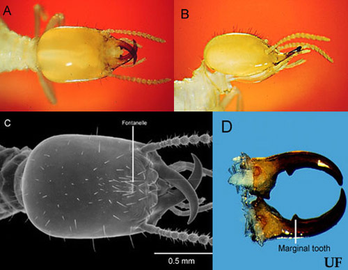 Soldier of the Florida darkwinged subterranean termite, Amitermes floridensis Scheffrahn, Su, and Mangold; dorsal (A) and lateral (B) views of soldier head capsule; scanning electron micrograph (C) of dorsal view of soldier head capsule; dissected soldier mandibles (D). 