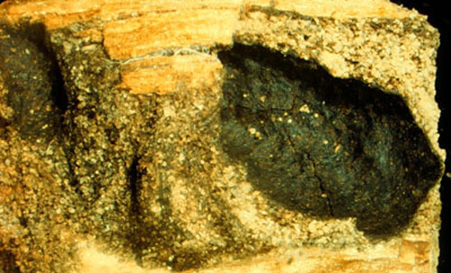 Partially broken foraging tube of the Florida darkwinged subterranean termite, Amitermes floridensis Scheffrahn, Su, and Mangold, in decayed 2x4 board showing black fecal coating. 