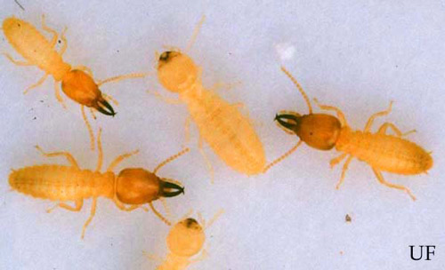 Soldiers (orange-brown, oval-shaped head) and workers of the Formosan subterranean termite, Coptotermes formosanus Shiraki. 