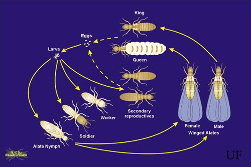 Life cycle of the Formosan subterranean termite, Coptotermes formosanus Shiraki.