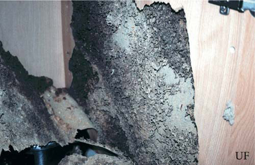 Carton nest of the Formosan subterranean termite, Coptotermes formosanus Shiraki. 