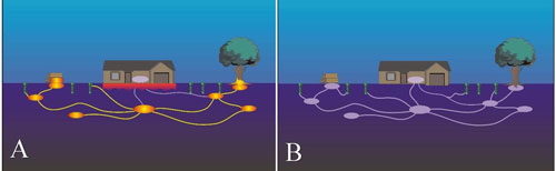 Figure 10. Termites feed on CSI baits and transfer the baits to other member of the colony (A) until most of the colony member receive lethal doses of CSIs, resulting in the collapse of the colony (B).