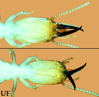 Heterotermes subterranean termite soldier with mandibles in resting position (top) and fully closed (bottom). 