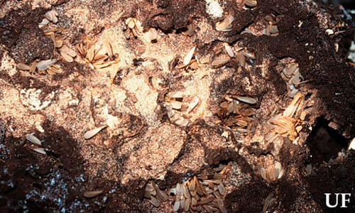 eterotermes subterranean termite alates congregating beneath a rock before swarm. 
