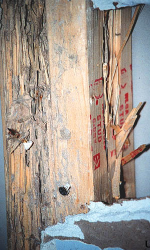 Damage and fecal spotting by Heterotermes subterranean termites in dry framing, Miami, Florida. 