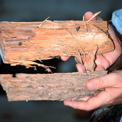 Heterotermes subterranean termite damage showing dry and shredded appearance of wood, Miami, Florida.