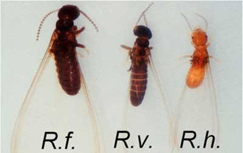 Alates of eastern subterranean termite, Reticulitermes flavipes (Kollar) (R.f.), and other native subterranean termties, R. virginicus (Banks) (R.v.) and R. hageni Banks (R.h.). 