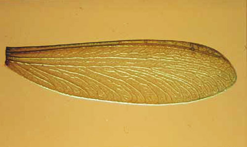 Wing of Reticulitermes, a subterranean termite genus. 
