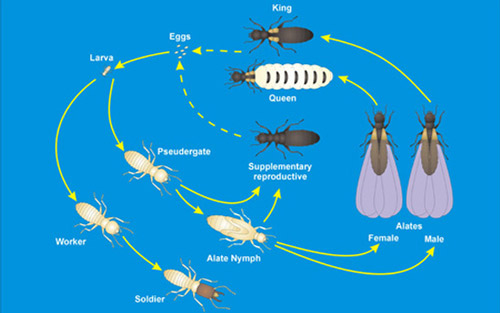 Life cycle of Reticulitermes subterranean species.