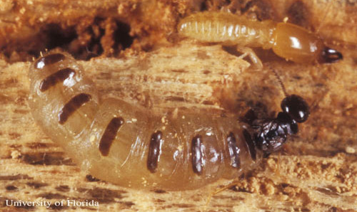 Queen (bottom) and soldier (top) castes of the eastern subterranean termite, Reticulitermes flavipes (Kollar). 