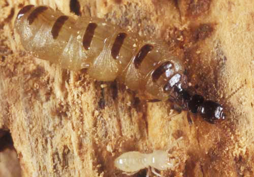 Queen (top) and worker (bottom) castes of the eastern subterranean termite, Reticulitermes flavipes (Kollar). 