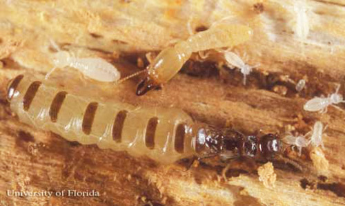Queen (bottom) and soldier (top) castes of Reticulitermes hageni Banks, a U.S. native subterranean termite, surrounded by larvae. 