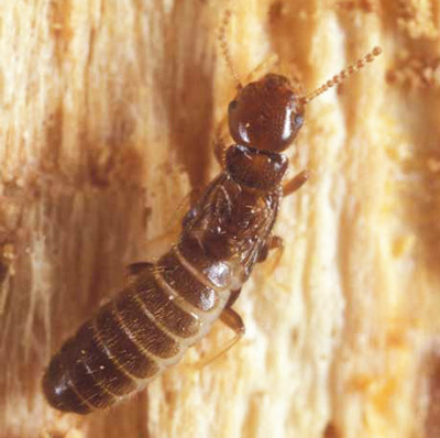 King caste of Reticulitermes hageni Banks, a U.S. native subterranean termite. 