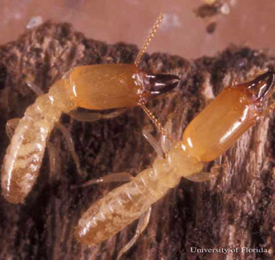 Soldier caste of Reticulitermes hageni Banks, a U.S. native subterranean termite. 