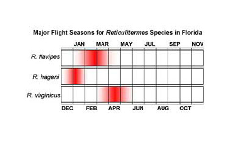 Flight seasons of the three Reticulitermes species in Florida. 