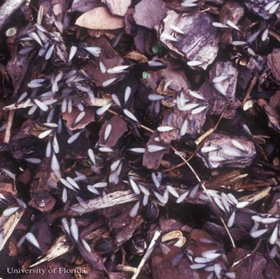 Swarm of the eastern subterranean termite, Reticulitermes flavipes (Kollar). 