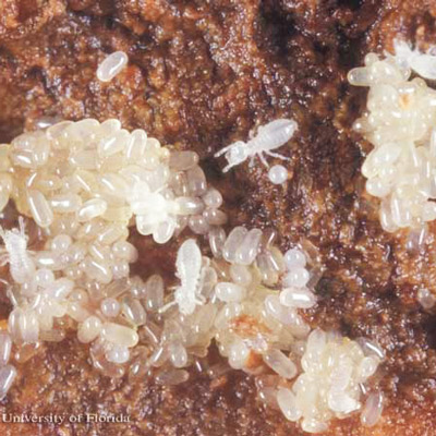 Eggs and larvae of Reticulitermes hageni Banks, a U.S. native subterranean termite. 