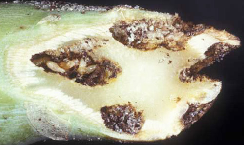 Reticulitermes virginicus (Banks), a U.S. native subterranean termite, feeding in broccoli. 