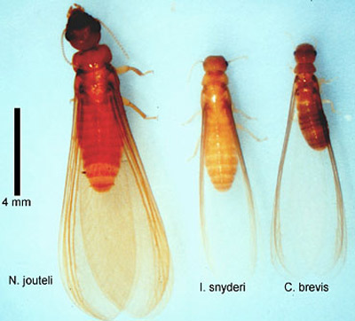 Neotermes jouteli (Banks) alate and alates of two drywood termite species found in Florida, Incisitermes snyderi and Cryptotermes brevis. 