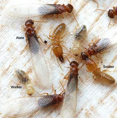 Castes in a Prorhinotermes simplex (Hagen) termite colony. 