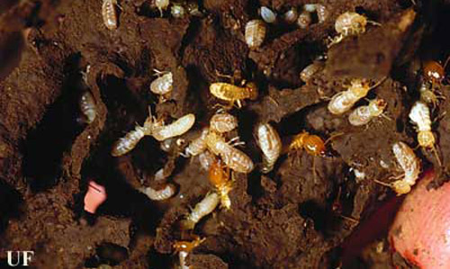 Prorhinotermes simplex (Hagen) termite carton material removed from inside dead tree trunk. 