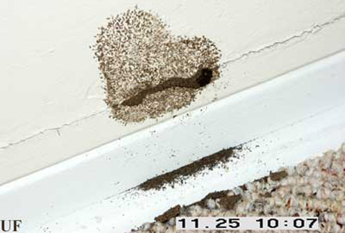 Prorhinotermes simplex (Hagen) termite flight tube emerging from interior wall above molding
