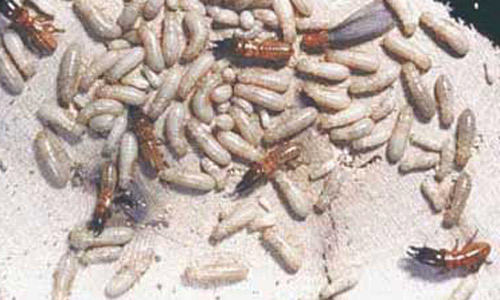 Soldiers, alates and "workers" (pseudergates) of the western drywood termite, Incisitermes minor (Hagen). 