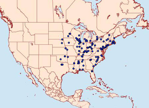Reported distribution of the squash vine borer, Melittia cucurbitae (Harris), in the United States.