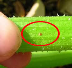 In the center of the red circle is one egg of the squash vine borer, Melittia cucurbitae (Harris).