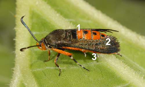 Adult squash vine borer, Melittia cucurbitae (Harris). (1) Abdomen covered by orange to reddish hairs and punctuated with black dots dorsally, (2) Front wings covered by scales that give them a metallic green to black sheen, (3) Hind legs covered with long black hairs inside and orange hairs outside. 