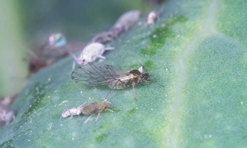 Cabbage aphid, Brevicoryne brassicae Linnaeus, winged alate and nymphs on cabbage.